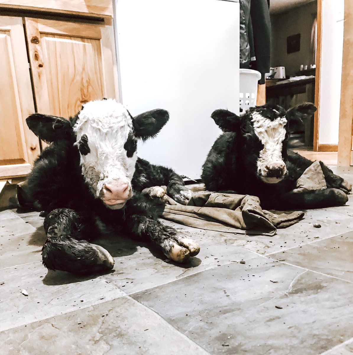TripleJRanch2's tweet photo. Sometimes the laundry room isn’t just for laundry! 
#cattle #calving2020 #americanblackhereford #blackhereford #ranchlife #southdakota #winter #cattlerancher https://t.co/Jnuonzzbac