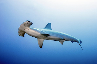 Sea Save Foundation tweet media