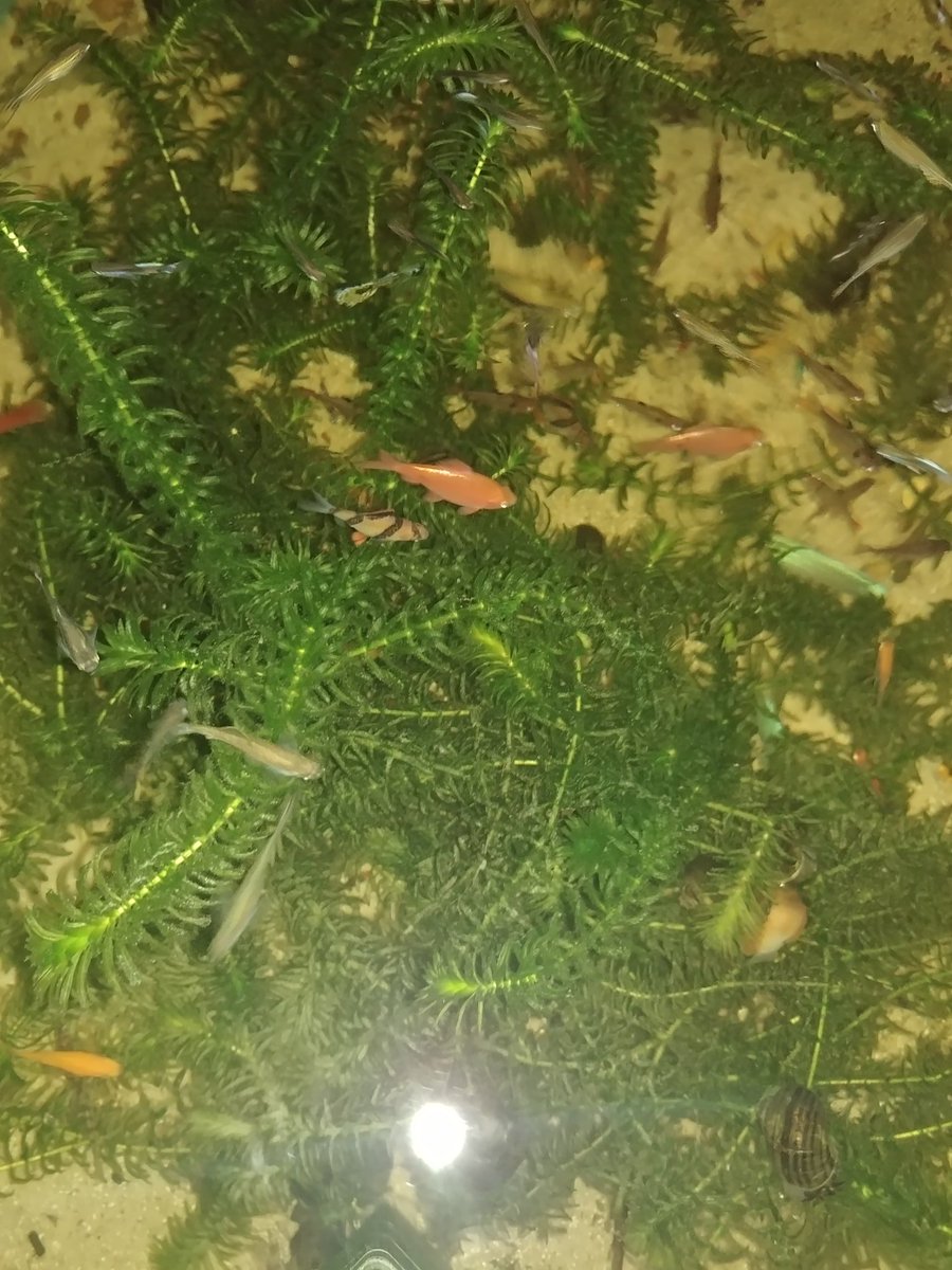 misael_duarte's tweet image. #fishtanklife #peixesornamentais #peixeornamental #ornamentalfish #gardenpond #plantasaquaticas #pondfish #pond #fishponds #fishpond #pondfishing #lago #aquarismo #aquariophilie #aquariofilia #aquario #aquarios #peixes #peixe #fish #fishtank #f4f #jardimdomisa #mesegue #sdv #l4l