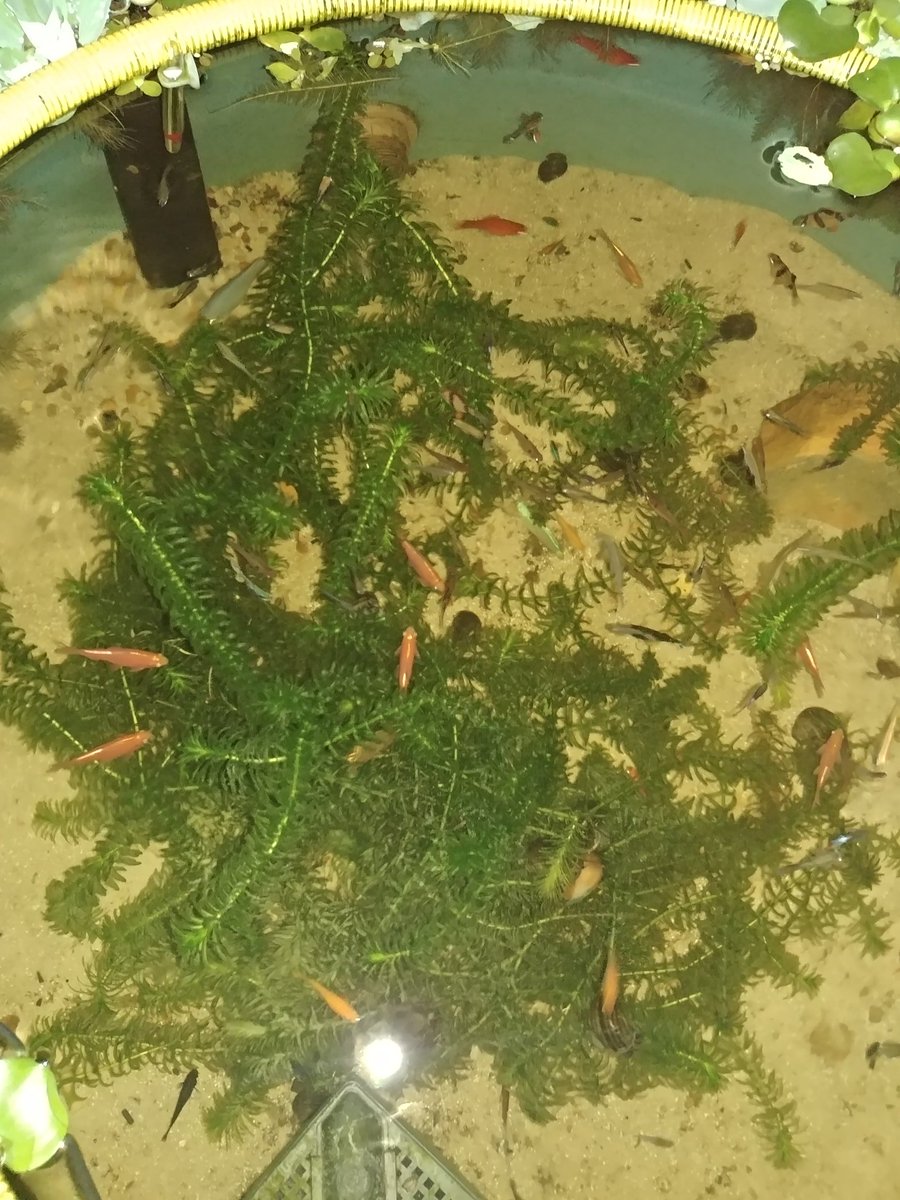 misael_duarte's tweet image. #fishtanklife #peixesornamentais #peixeornamental #ornamentalfish #gardenpond #plantasaquaticas #pondfish #pond #fishponds #fishpond #pondfishing #lago #aquarismo #aquariophilie #aquariofilia #aquario #aquarios #peixes #peixe #fish #fishtank #f4f #jardimdomisa #mesegue #sdv #l4l