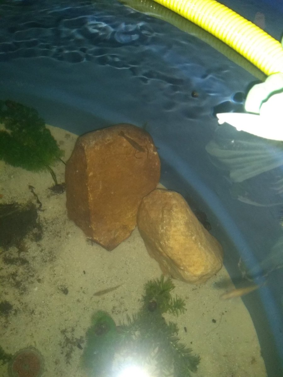misael_duarte's tweet image. #fishtanklife #peixesornamentais #peixeornamental #ornamentalfish #gardenpond #plantasaquaticas #pondfish #pond #fishponds #fishpond #pondfishing #lago #aquarismo #aquariophilie #aquariofilia #aquario #aquarios #peixes #peixe #fish #fishtank #f4f #jardimdomisa #mesegue #sdv #l4l