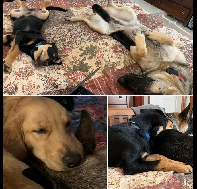 2TrojanMom's tweet photo. @PascoSheriff Roxie our GSD... struggled making dog friends for years. Now my granddogs Nova and Mac are her best buds ❤️ https://t.co/fLPcCTlyRF