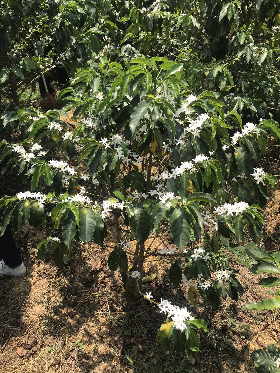 MarkOrmsbee's tweet image. Recent trip to beautiful Medellin. Had the opportunity to see two small coffee farms with Paul &amp;amp; Austin.