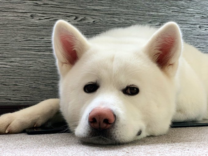動物,犬,猫,しつけ,飼い方,育て方,病気,健康