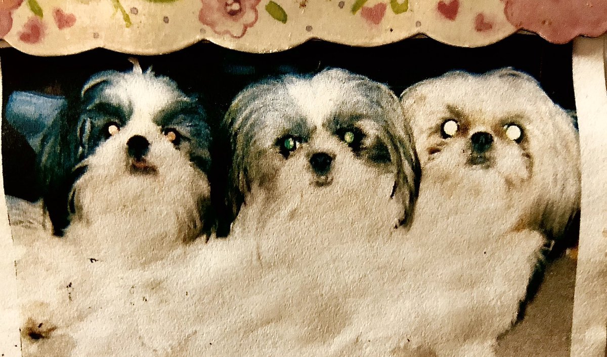 jendoeofficial's tweet photo. Some micro pups from today! #tattoo #tattoos #femaletattooartist #WomensHistoryMonth #InternationalWomenDay2020 #art #portrait #portraitart #microportrait #girlswithtattoos #dogsoftwitter #blackandwhite #realism #chicago #chicagotattooartist https://t.co/jAu50MaTD3