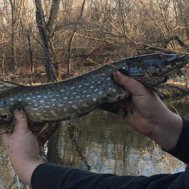 AndrewRohan2's tweet photo. Caught some sweet pike this weekend including  A SILVER PIKE!! https://t.co/IPh8Peo59k