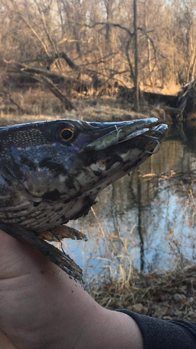 AndrewRohan2's tweet photo. Caught some sweet pike this weekend including  A SILVER PIKE!! https://t.co/IPh8Peo59k