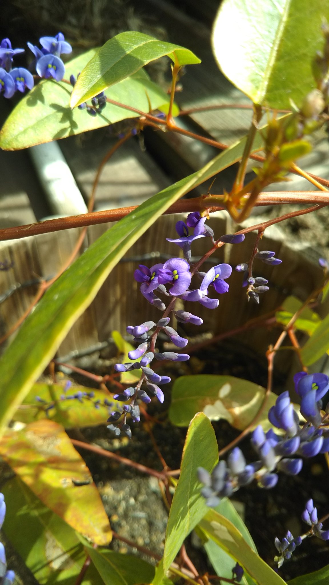 Fleur Hovea ホベア 小さな花 鮮やかな青濃いスミレ色 T Co Msi3uwuj4y Twitter