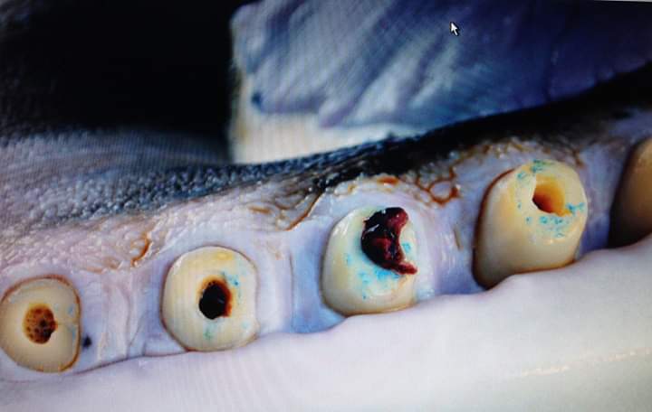 Kalina, of <a href="/SeaWorld/">SeaWorld</a>. This is the extent of the "superior dental care", captive orca recieve at this park. Holes, bloody tissue, paint, and cracked, worn teeth. Again, SeaWorld will tell you this is completely normal, but wild orca tooth wear is mainly due to prey type. Not this.