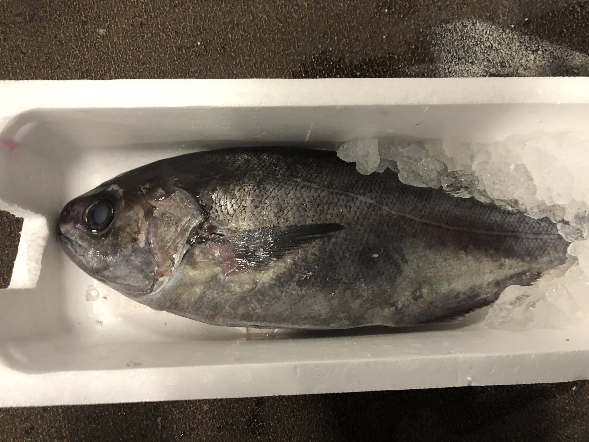 山忠水産 目鯛 あまりスーパーなどではみかけないと思いますが他の鯛と同様に白身で美味しいです 刺身やカルパッチョなど色々な料理に使えますね 色々な鯛を試してみては 目鯛 メダイ 刺身 カルパッチョ 鯛の種類はいっ鯛何種類あるんだ