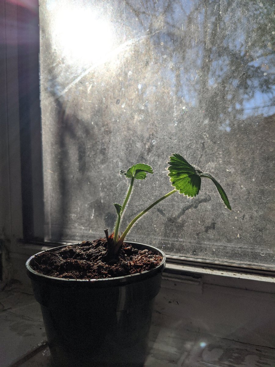 syd_clair's tweet photo. First week vs fifth week
Our strawberry plant has drooped considerably and is going through some watering issues but it is rewarded to see the impact of everything I do to help the plant #ufhortsci https://t.co/9mJzbOaKcZ