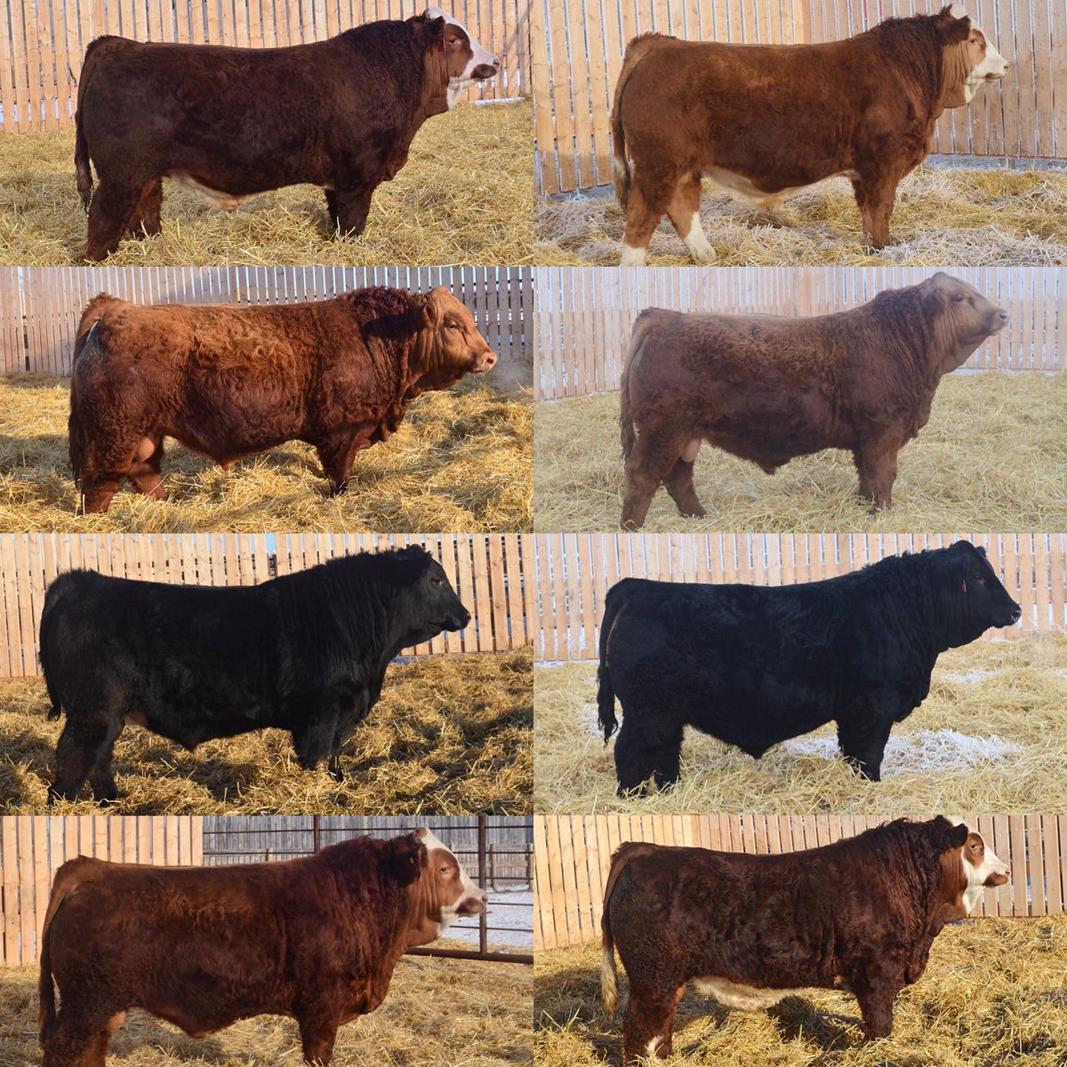 CoreyBloder's tweet photo. Blushrose Simmental Farm 16th Annual Bull and Select Female Sale! March 13th at the farm Unity, SK! For more information, contact Corey at 1(306)228-1456! Catalogue’s online at https://t.co/6frHKVwqZV! #simmental https://t.co/pZMO8Tr5ds