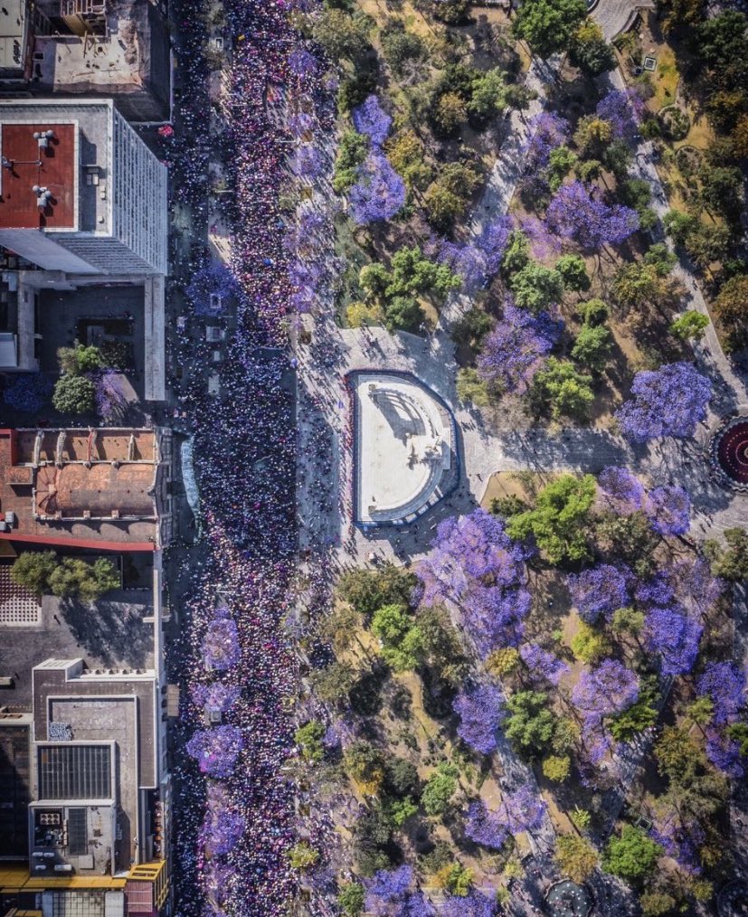 Tiempo de jacarandas. Y libertad.