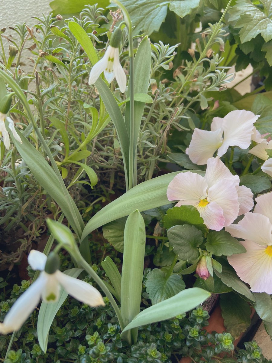 ゆなまる 秋に植えたスノードロップが2月に全部咲いてくれた あとやっぱり今年は暖かいからか 本来なら11末くらいまでのかすみ草がなんと3月まで咲いてる えらい チューリップ は今のところ2 5発芽率 深く植えすぎたかな イングリッシュ