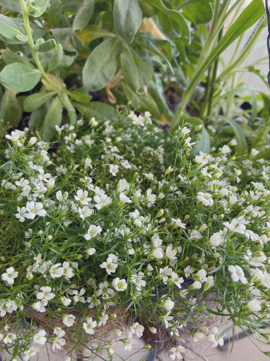 ゆなまる 秋に植えたスノードロップが2月に全部咲いてくれた あとやっぱり今年は暖かいからか 本来なら11末くらいまでのかすみ草がなんと3月まで咲いてる えらい チューリップ は今のところ2 5発芽率 深く植えすぎたかな イングリッシュ