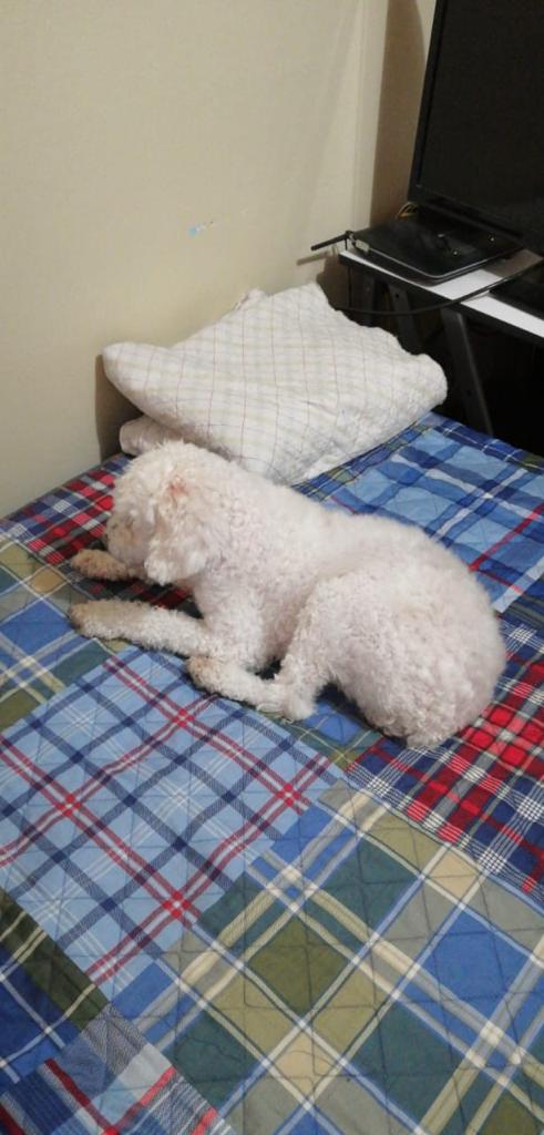 zzzcriso's tweet photo. 📣‼️SE ACABA DE PERDER mi perrita en TEJAR es una poodle blanca esta peludita como en la foto, tiene las patas larguitas, esta muy viejita y tiene como una cicatriz grande en una de las patas
SI LA VEN ME AVISAN PORFA
‼️ RT RT RT RT ‼️ https://t.co/7ydAHrFbtU