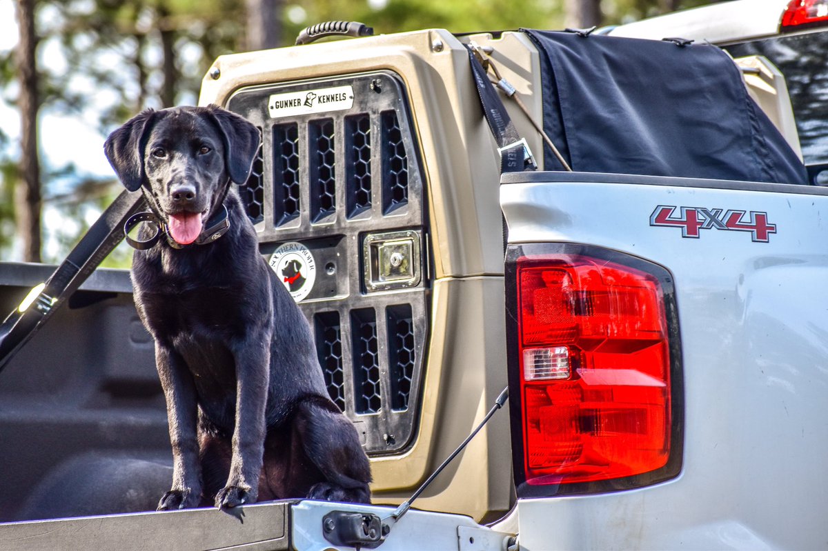 averyhall138's tweet photo. @Gunner_Kennels https://t.co/vnBFkzitTW