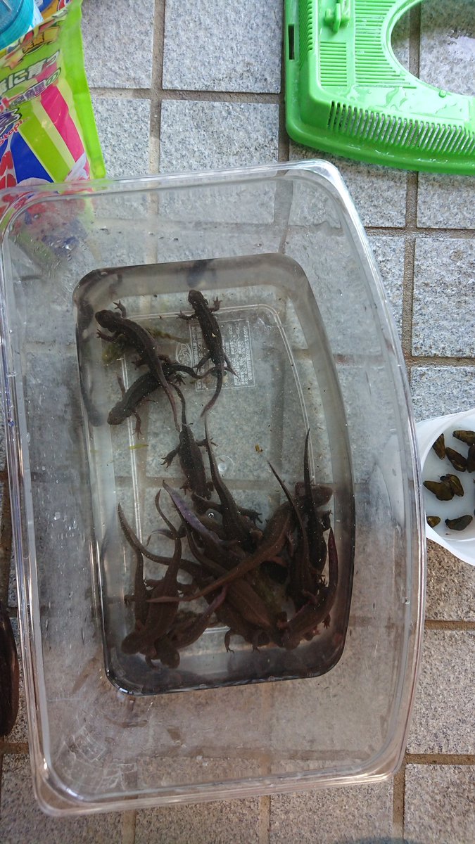 水槽掃除 水槽掃除