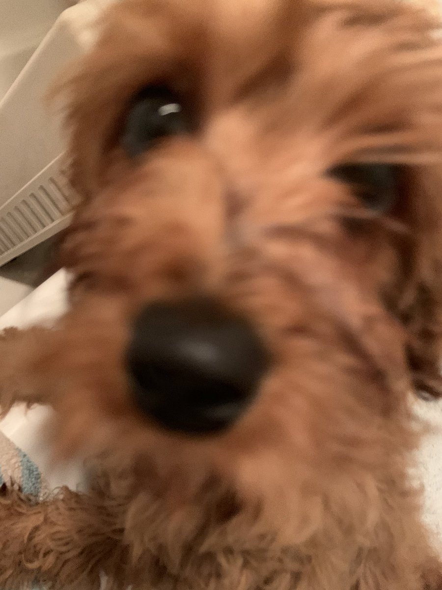 Hello everyone! This account will be closed at the end of March 2020, due to Bunny’s passing. Please follow her hew lil sisfer Aubrey <a href="/AubreyPrincess1/">Cpl Princess Aubrey</a>