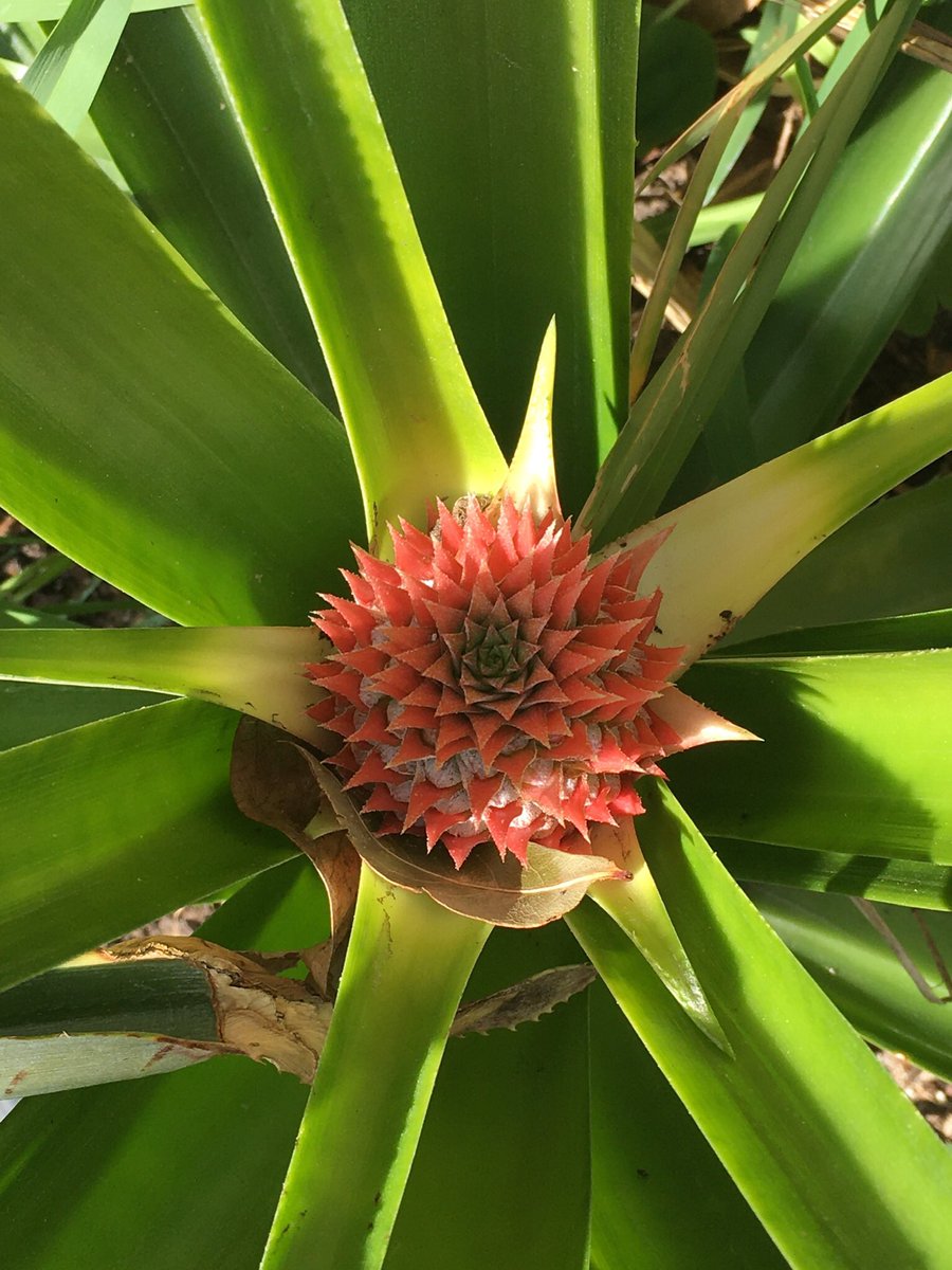 loretta0126's tweet photo. My baby pineapple https://t.co/5IrELwV5fV