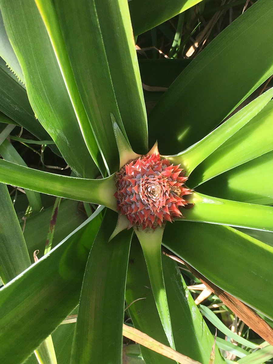 loretta0126's tweet photo. My baby pineapple https://t.co/5IrELwV5fV