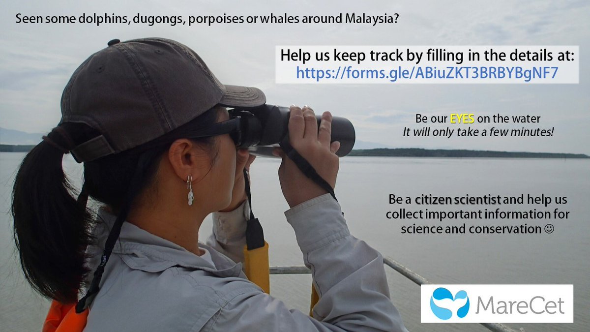 MareCet Research and Conservation tweet media