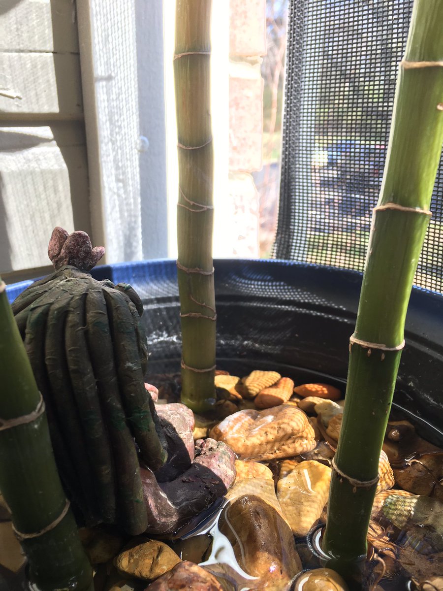 ilikesharpteeth's tweet photo. New plant babies I got while out with @NeonTapirGuts . And moved indivia outside for some fresh air! #succulent #plants #tinygod https://t.co/RXCotd7Iys