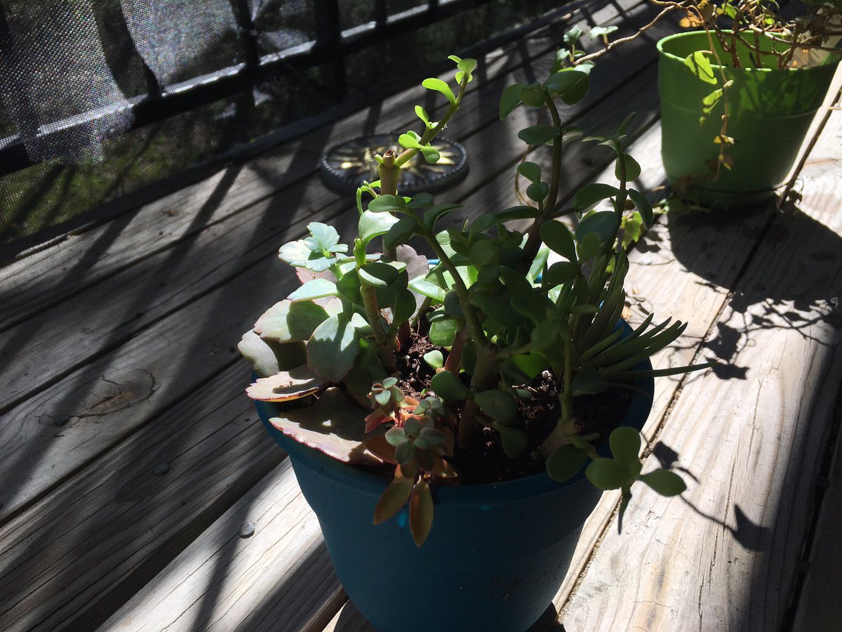 ilikesharpteeth's tweet photo. New plant babies I got while out with @NeonTapirGuts . And moved indivia outside for some fresh air! #succulent #plants #tinygod https://t.co/RXCotd7Iys