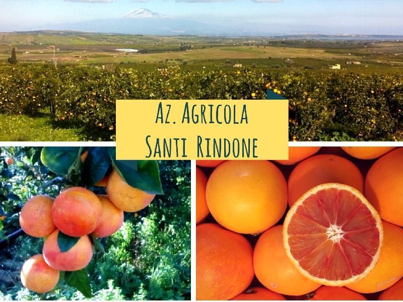 Andate pazzi per gli #agrumi???

➡️➡️➡️ Se ancora non avete provato gli eccezionali #frutti #Siciliani degli amici Santi Rindone non perdete le cassette di #arance #Navel #Power e #Tarocco #Gallo e i #gustosissimi #Limoni #femminello: buff.ly/2v5dmVp! ⤵️⤵️⤵️