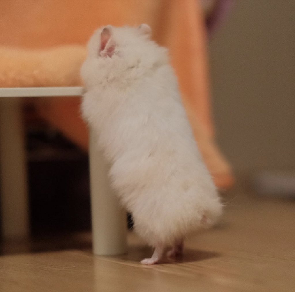 gnanixhamster's tweet photo. #진환 #ジナン #JINHWAN #iKON https://t.co/m5VQG4gAH9