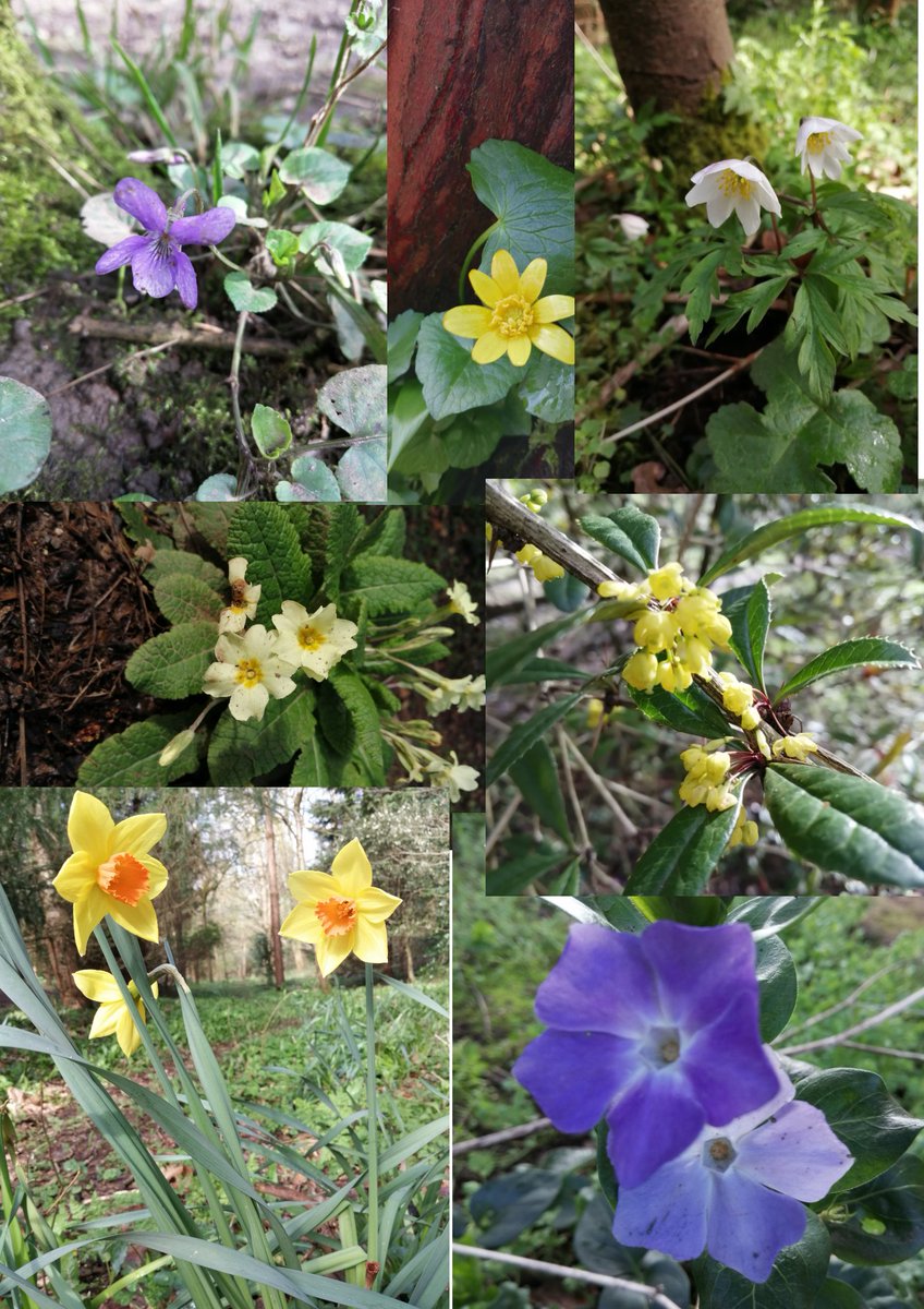 whitesp29658203's tweet photo. Wildflowers popping up everywhere like little smiley faces telling us better things are on there way. Through such a tough wet sodden winter, nature still battles through and comes out smiling. #inspiredbynature #wildflowers #nature #springiscoming #throughadversity https://t.co/97IhEm4y8b