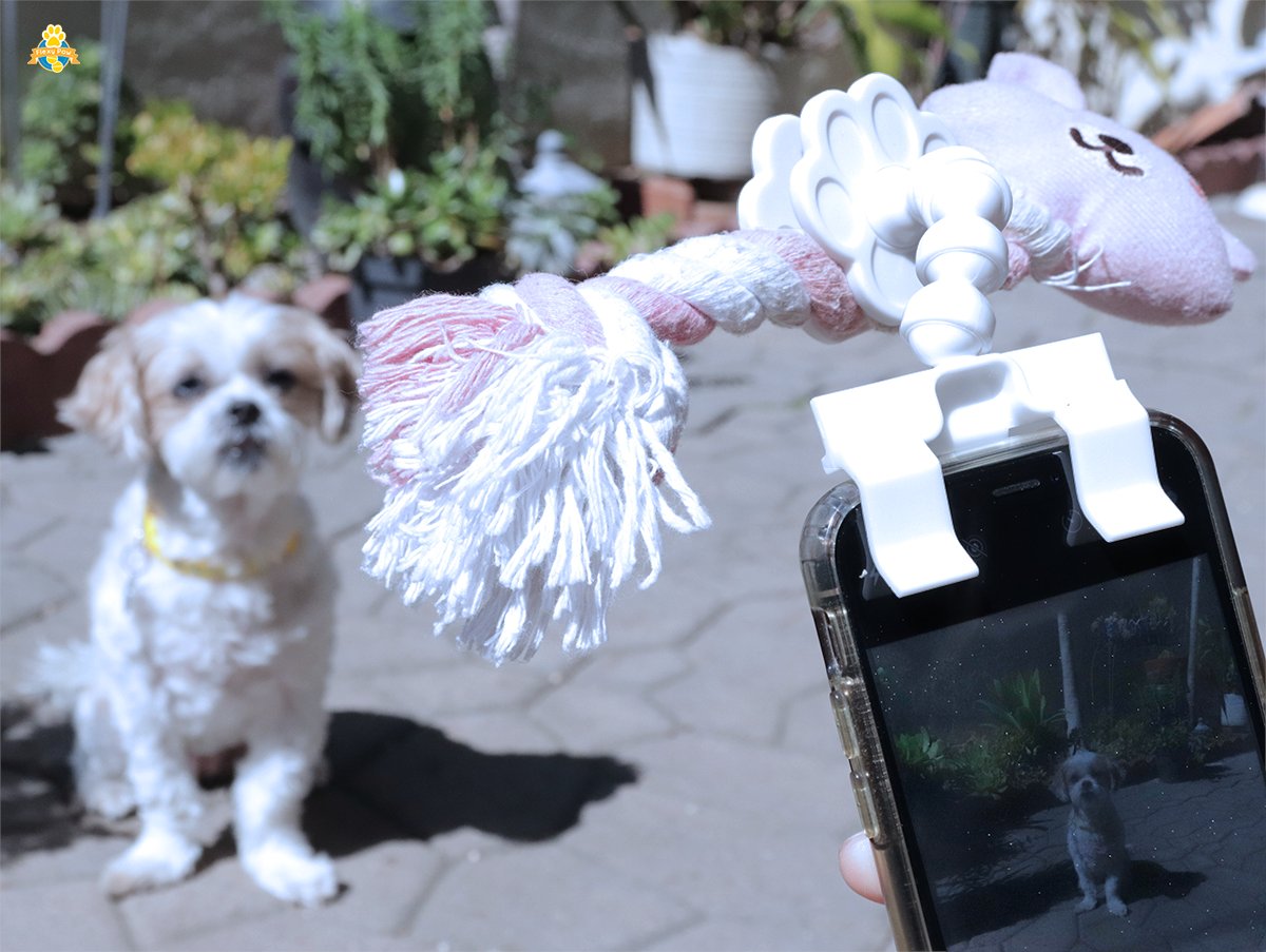 PawChamps's tweet photo. Clip on your dogs favorite toy onto the FlexyPaw!

#FLEXYPAW #dogs #dogstagram #dogsofinsta #dogsofinsta #petsofinsta #petsofinstagram #petsofinstagram #poochselfie #dog #puppies #phodographer #foodie #doggo https://t.co/6MMXT7PQ7r