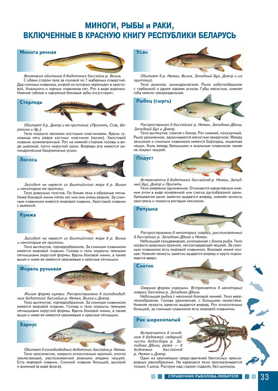 Какая рыба в белоруссии. Красная книга РБ рыбы. Рыбы в красной крюнигн. Рыбы занесенные в красную книгу. Краснокнижные Пресноводные рыбы.