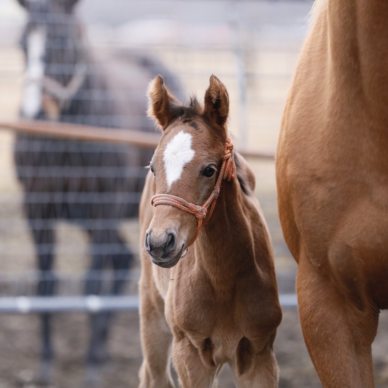Minmint0605 今年初とねっこ 可愛い可愛い可愛い T Co Nbrwgrigoj Twitter