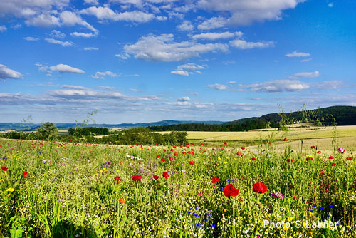 More than 3,600 researchers from across Europe call for taking into account scientific evidence in EU’s CAP reform. The position paper was coordinated by researchers <a href="/iDiv/">iDiv Biodiversity Research</a> <a href="/UFZ/">umer farooq zargar</a> and <a href="/UniRostock/">Universität Rostock</a> #FutureOfCAP #EUGreenDeal #EUbudget #biodiversity  idiv.de/en/news/news_s…