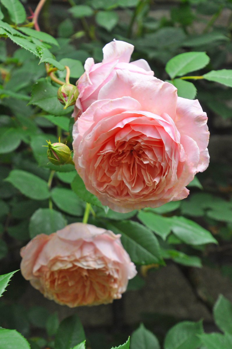 バラの家 公式本店 Rosa Orientis ウィリアムモーリス Williammorris やわらかなアプリコットピンクの花色にふくよかなロゼット咲きの中輪房咲き 強く上品なティの香り 公式本店 T Co U2o95vwxjd 楽天店 T Co Bela7opips T バラの家 公式本店 Rosa Orientis ウィリアムモーリス Williammorris やわらかなアプリコットピンクの花色にふくよかなロゼット咲きの中輪房咲き 強く上品なティの香り 公式本店 T Co U2o95vwxjd 楽天店 T Co Bela7opips T