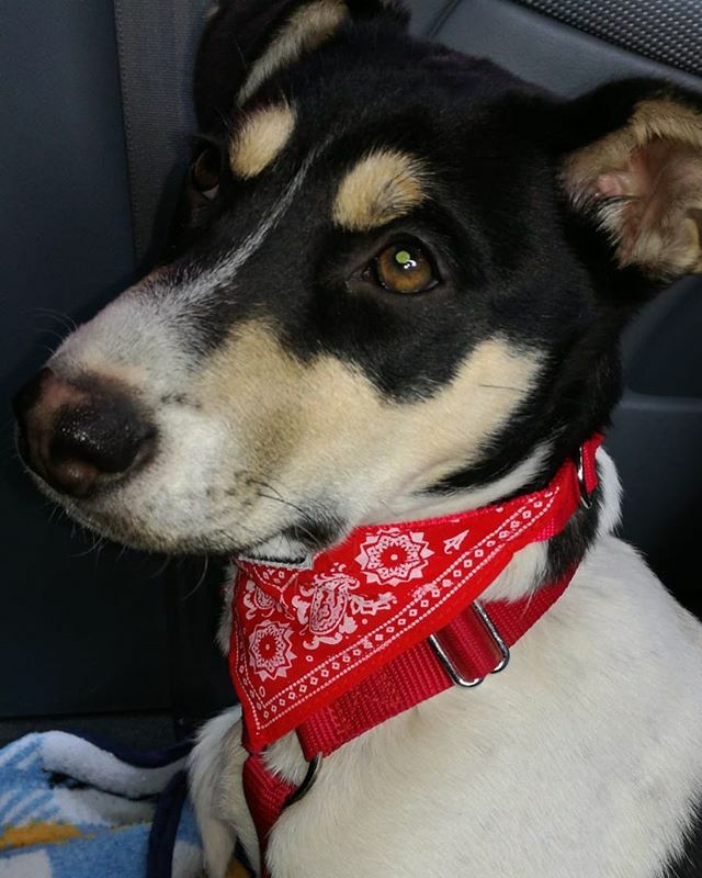 Rosalia adoptada este fin de semana en Granada 💖 al fin pequeña llego tu oportunidad. Os deseamos lo mejor, y que pronto tu hermano Canelito tenga la misma suerte 👍🏼 .
.
#rosaliadoptada #adoptanocompres❤️ #granada #ladridosvagabundos #dog ift.tt/38DwZS2