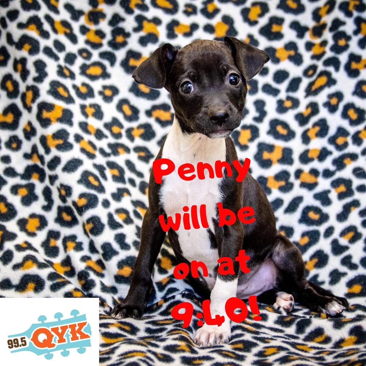 PetPalStPete's tweet photo. Listen to @995QYK this morning at 9:40 for #muttmonday with Penny! #lovetitos #vodkafordogpeople Sponsored by @TitosVodka #qyk #monday #puppies https://t.co/bDfp6og35r
