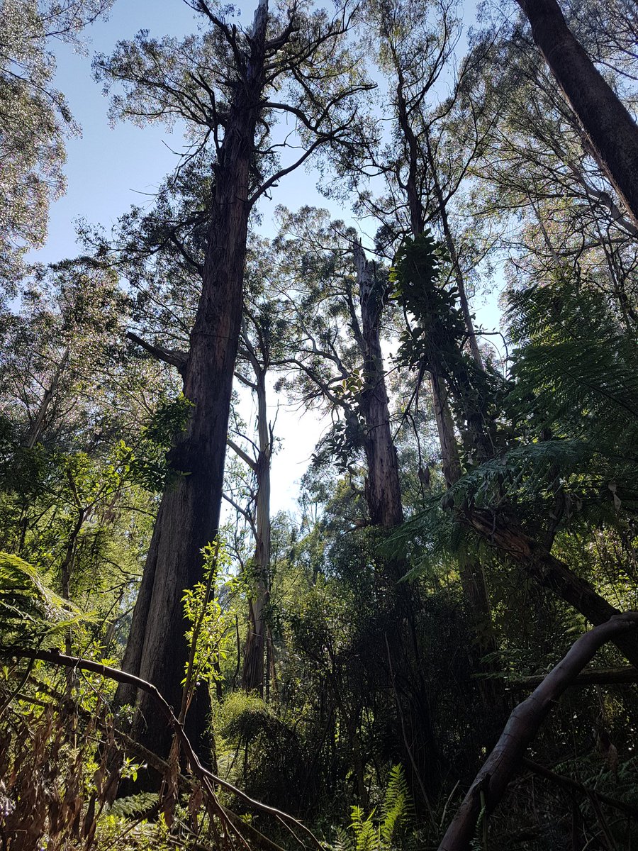 KinglakeForest's tweet photo. Totally not old growth #savezinger #toolangi https://t.co/vLHpE1eVFn