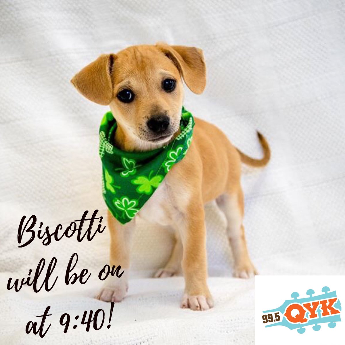 PetPalStPete's tweet photo. Listen to @995QYK this morning at 9:40 for #muttmonday with Biscotti! #lovetitos #vodkafordogpeople Sponsored by @TitosVodka #qyk #monday #puppies https://t.co/3OKOxzi52r