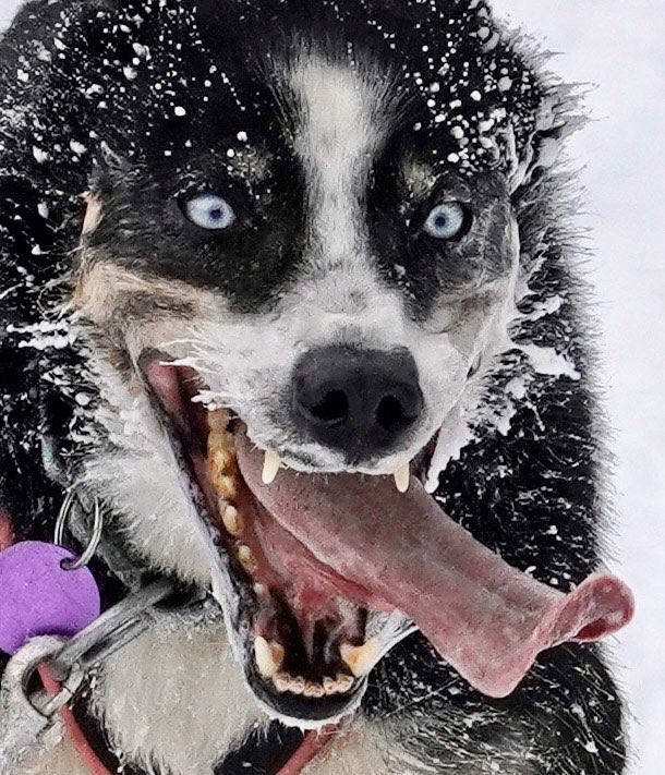 KeithMurphy's tweet photo. Wanted to share this photo from friend @JayChristensen while covering the #Iditarod2020. Wow. 

Riley Dyche is the musher. He grew up in Farragut and now lives in Fairbanks. 

Also in this year’s #Iditarod is Pella native Deke Naaktgeboren. https://t.co/Me2ntw5K5b