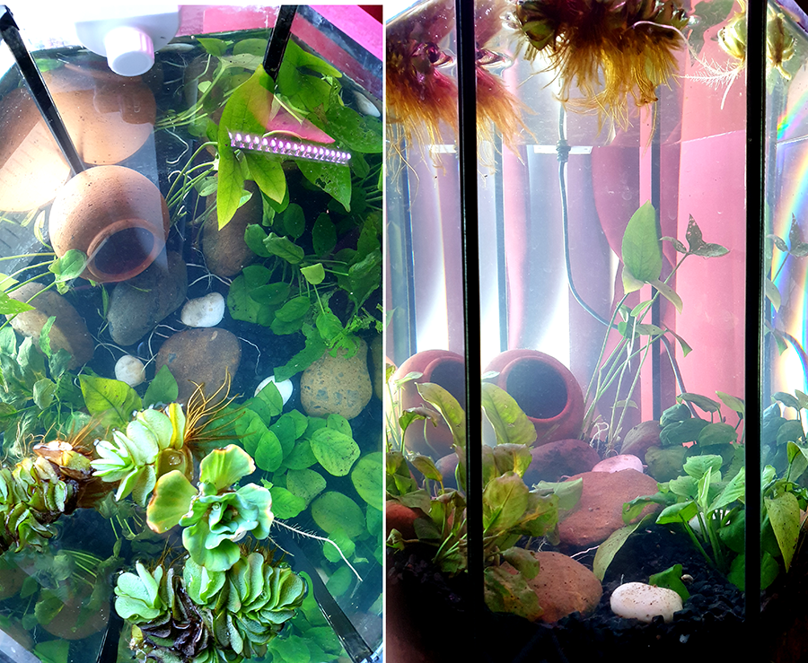 Here's today. Some of the plants we salvaged were...lookin' rough when we put 'em in. So Im interested to see who survives and who dies off. (that poor front leftmost anubias...) Wasn't gonna post the starting pics but maybe it'll be interesting... maybe it'll be catastrophe...