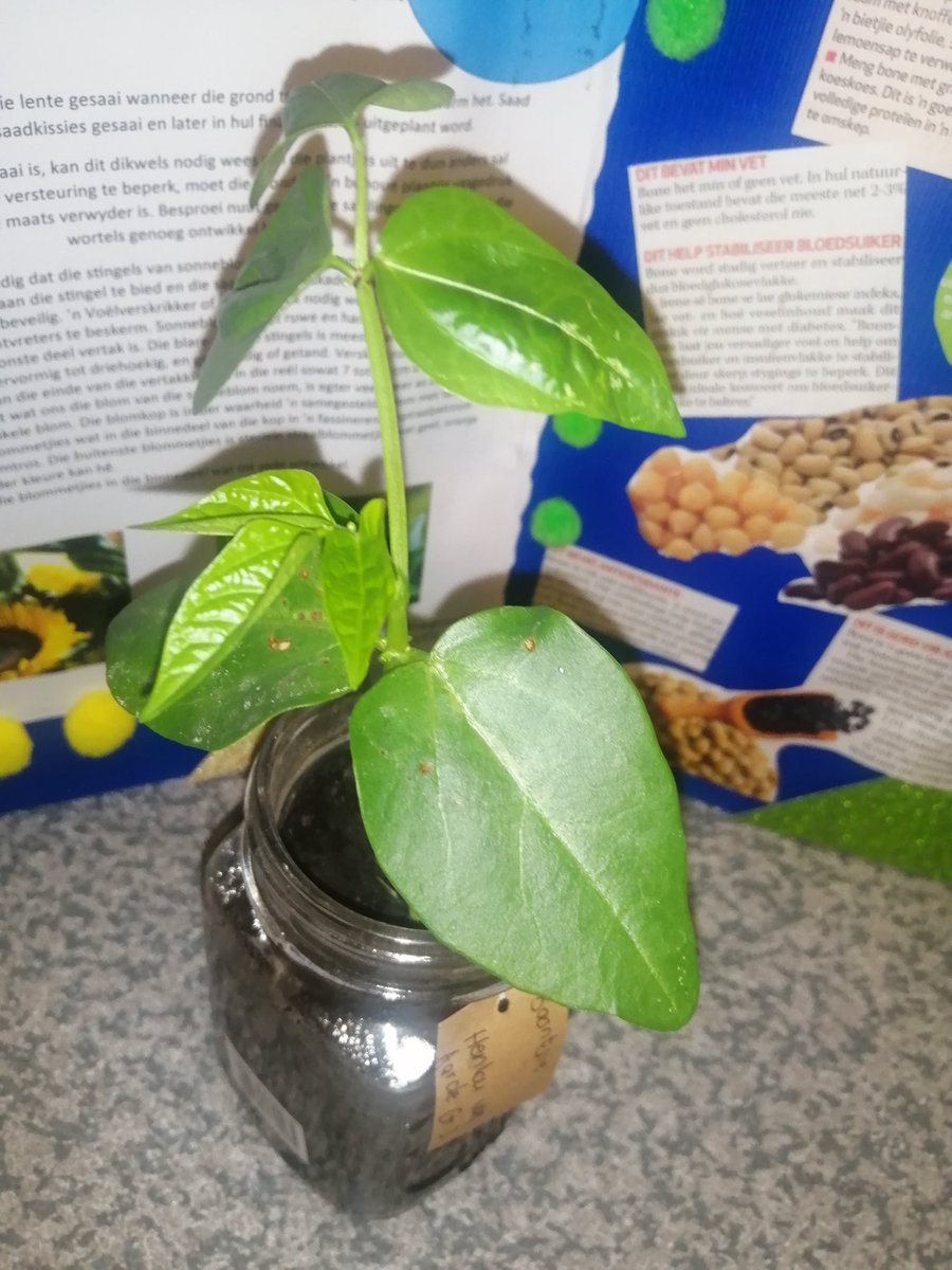 Chinique_route's tweet photo. Congratulations my son for winning the #SwellendamShow Agricultural competition. We are so proud of you! #Kleinswellies https://t.co/YE6cBkE8T1