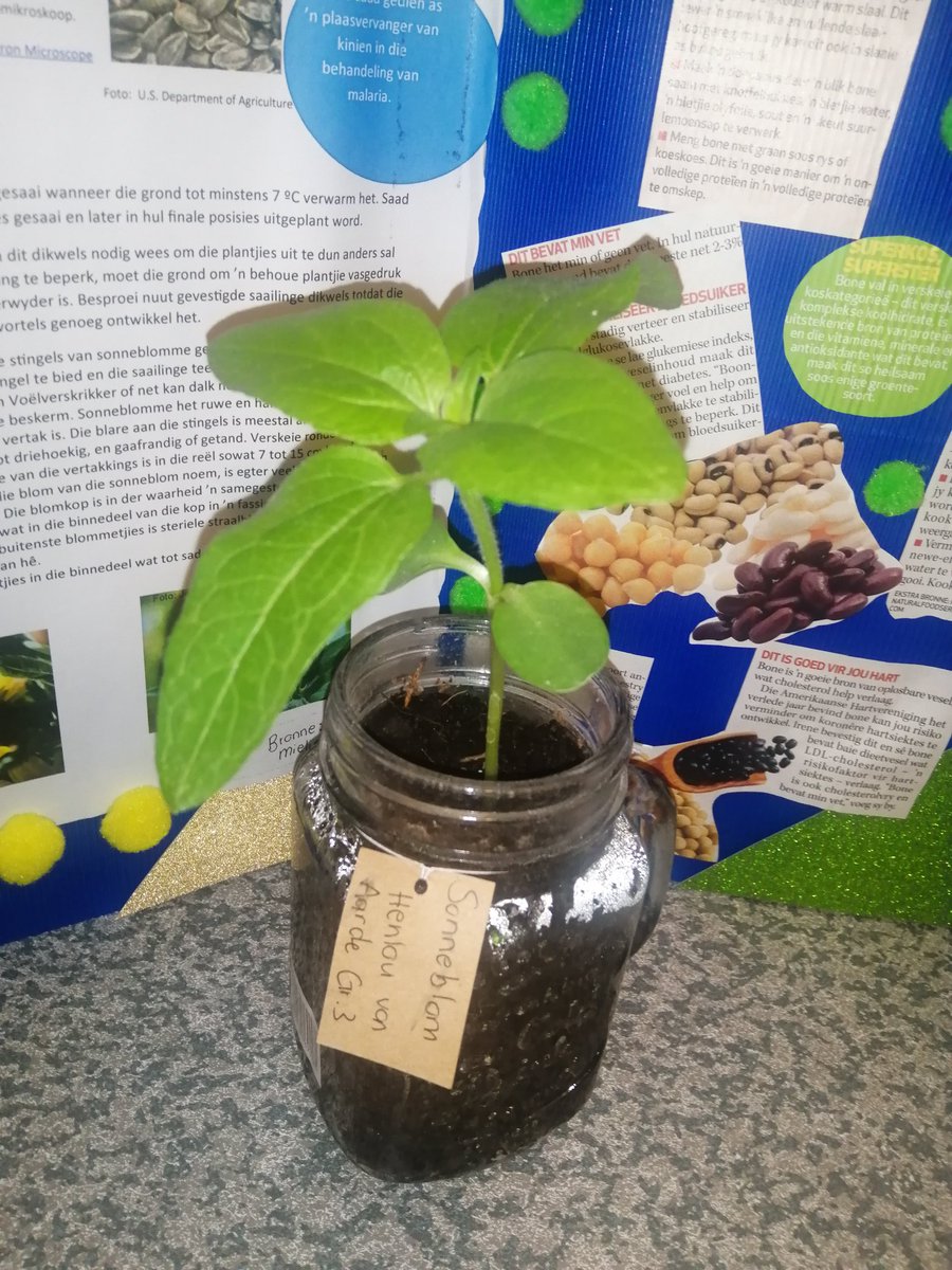 Congratulations my son for winning the #SwellendamShow Agricultural competition. We are so proud of you! #Kleinswellies