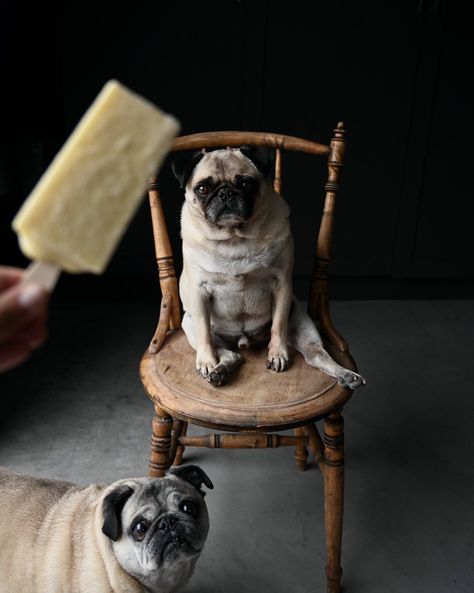 Bribing myself with rewards in order to make the transition from bed to desk a little easier this morning.

Pug love for #Popco’s creamy granadilla treat shot over the weekend (they didn’t get any).