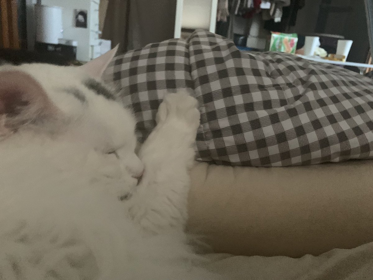 작은 집사 등에 손 얹고 자기...
너네 사이좋다...?