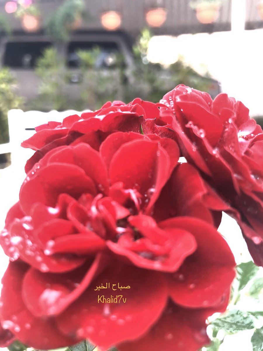 khalid7v's tweet photo. الصبرُ مفتاحُ النجاحِ وسرٌُهُ
يسمو بصاحبهِ ويعلو أمرُهُ

ويرى السرابَ فيمتطيهِ لغايةٍ
عظُمتْ فيجري بالعزيمةِ نهرُهُ

لا ينثني وَاللَّهُ جلَّ يعينهُ
حتى يلذَّ على الشدائدِ صبرُهُ

🌹صباح الخير🌹 https://t.co/tppa4OUAKe