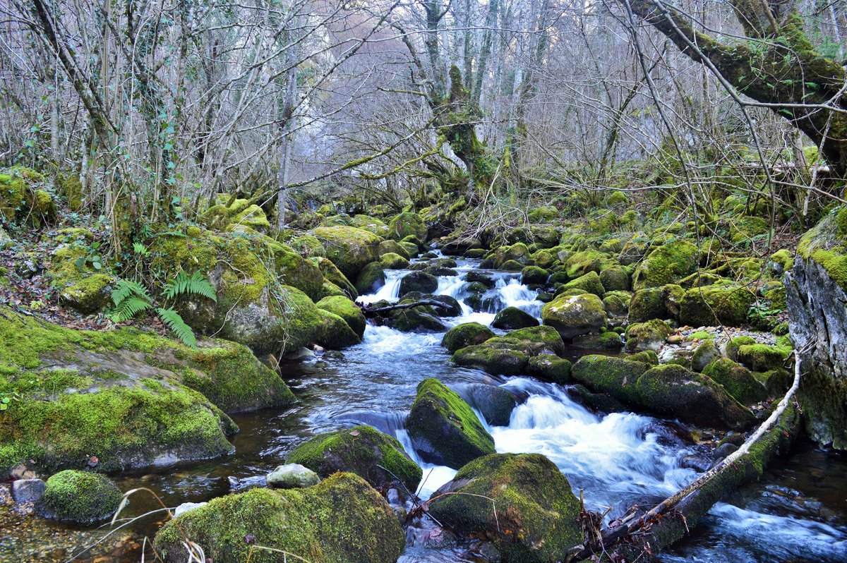 AYUNTAMIENTO DE CASO. PARQUE NATURAL DE REDES tweet media