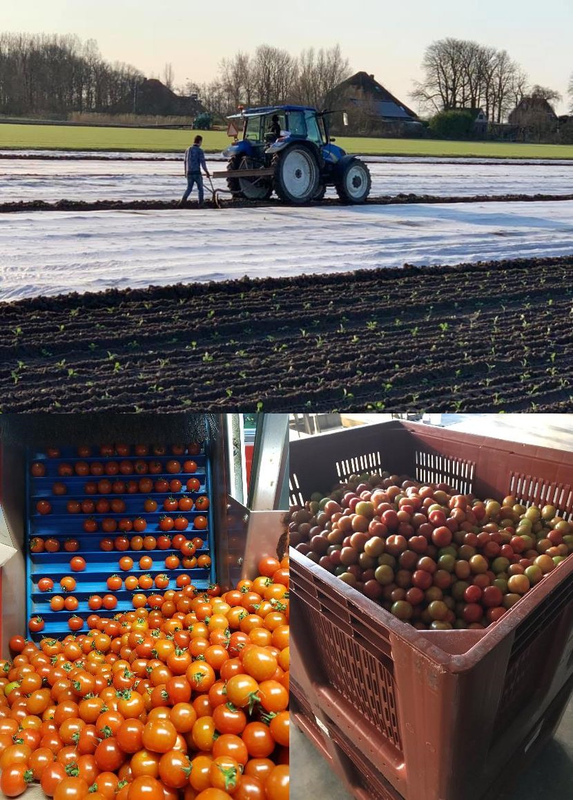 Vorige week zijn niet alleen #cherrytomaatjes en traditioneel losse tomaten geoogst, maar er zijn ook broccoliplanten gezet en afgedekt om uit te groeten tot mooie #broccoli van Hollandse bodem! #trots @tvagrowers <a href="/TKVHMaasdijk/">TK Van Heijningen</a> @groenteteeltbedrijfappelman #oxinstaatvoorgroei
