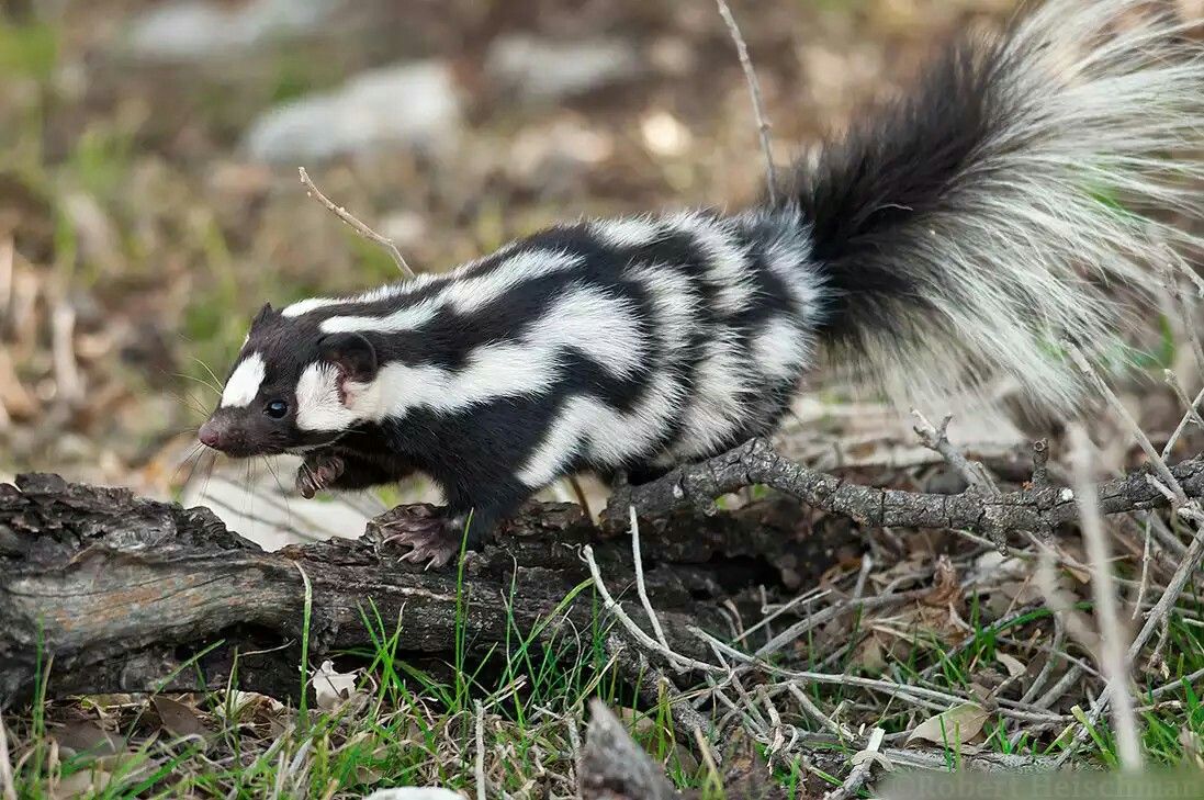 WsuMarch's tweet photo. Happy #2020MM eve!!! May the best win!! (hint: its the pygmy spotted skunk) 
-FG https://t.co/Nrl3jNRQSC